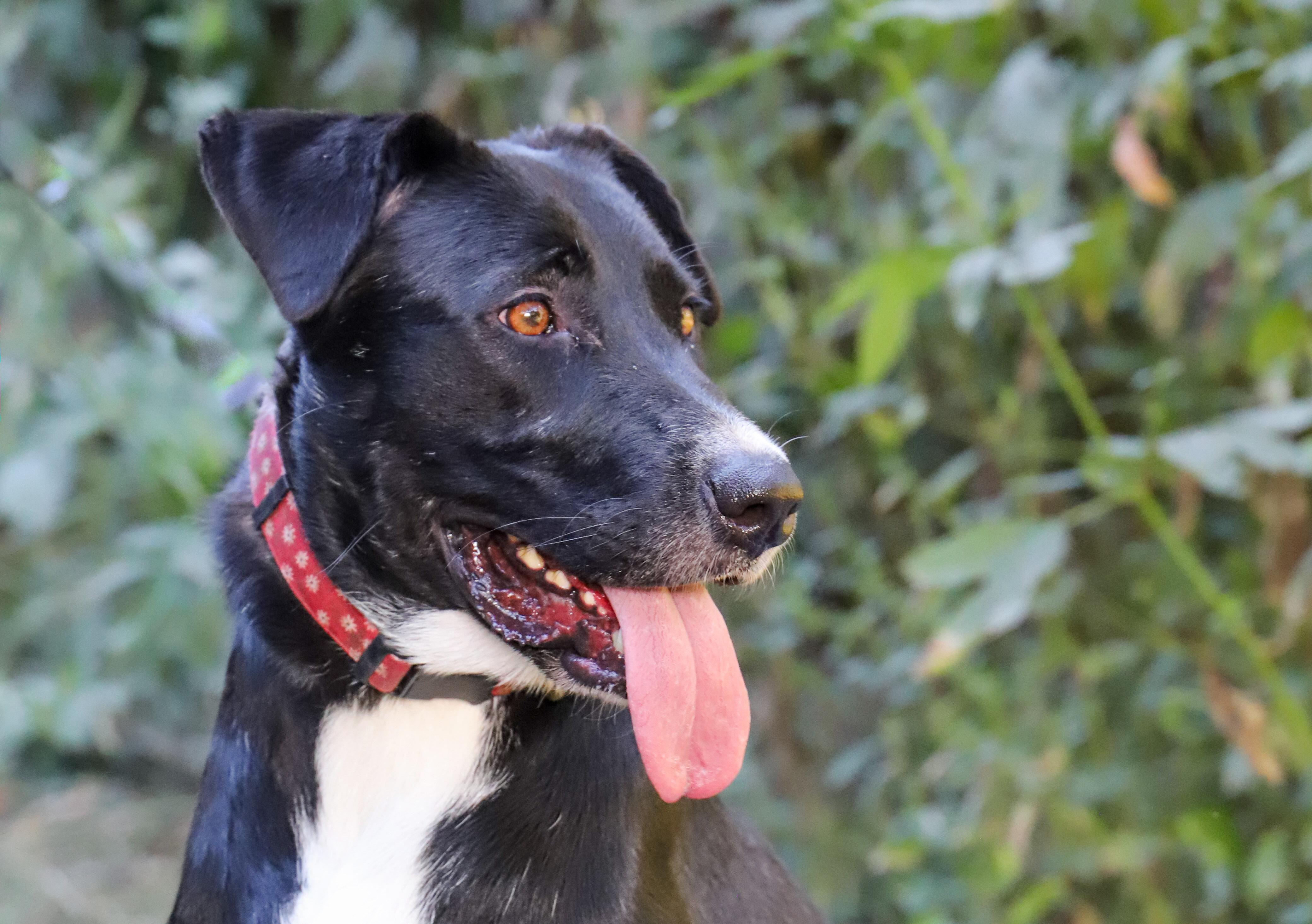 Enlarge MOLLY, a Adoptable Mixed Breed in ROWLETT, TX image 5/5