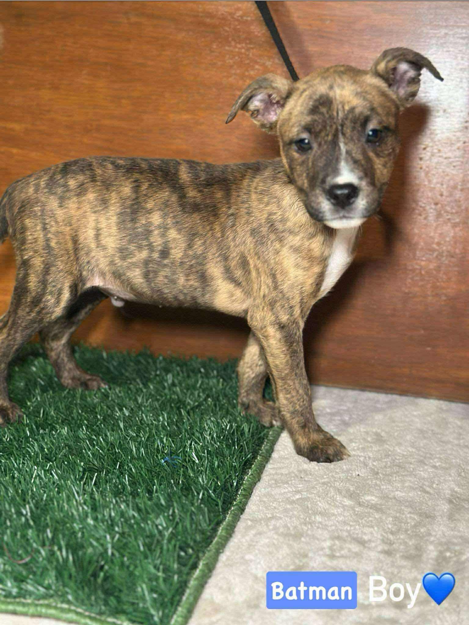Batman, Baby Male Terrier
