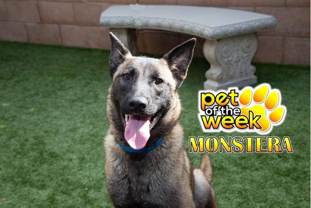 MONSTERA, Adoptable, Young Male Belgian Shepherd / Malinois & Mixed Breed.