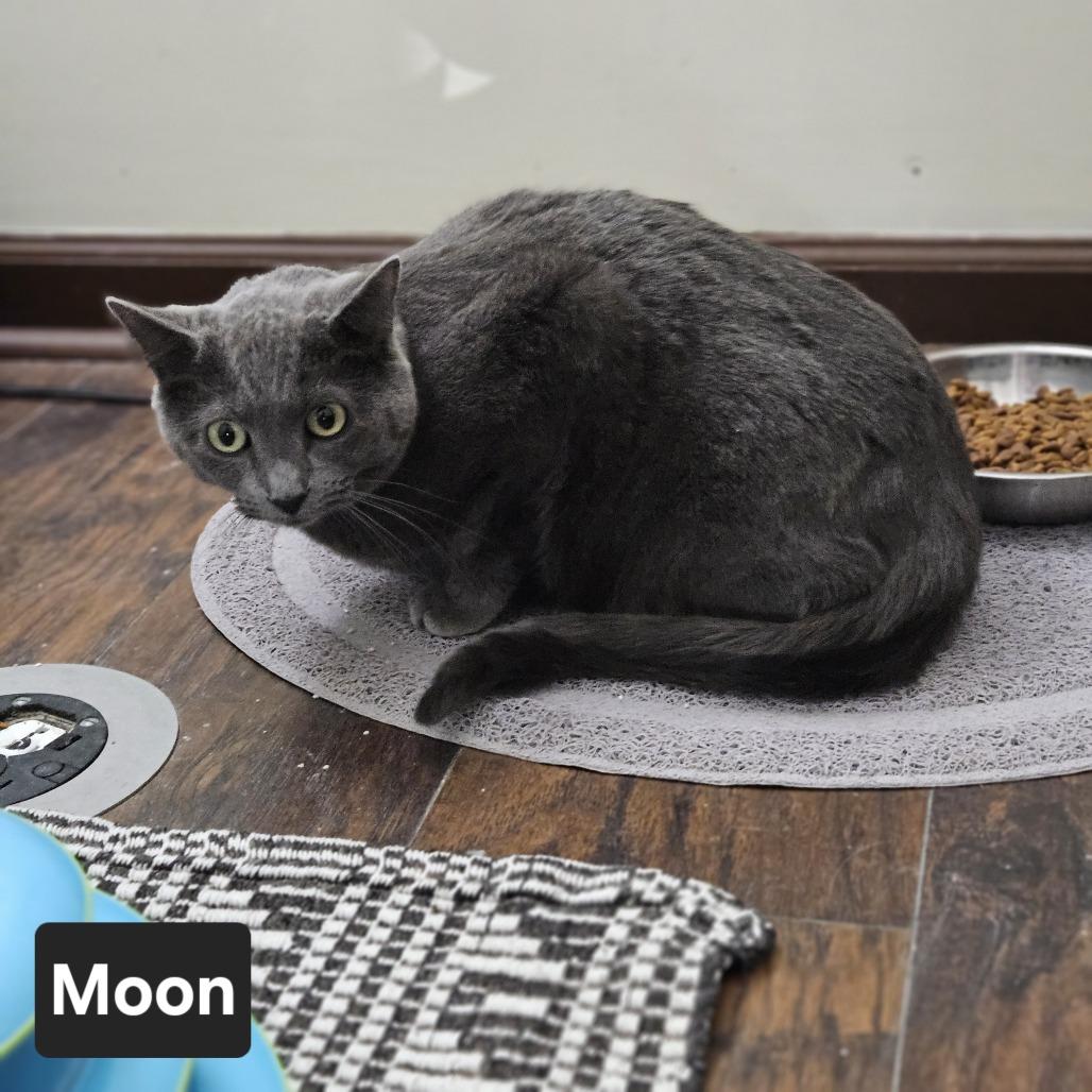 Enlarge Moon, a Adoptable Russian Blue in Nashville, TN image 1/1