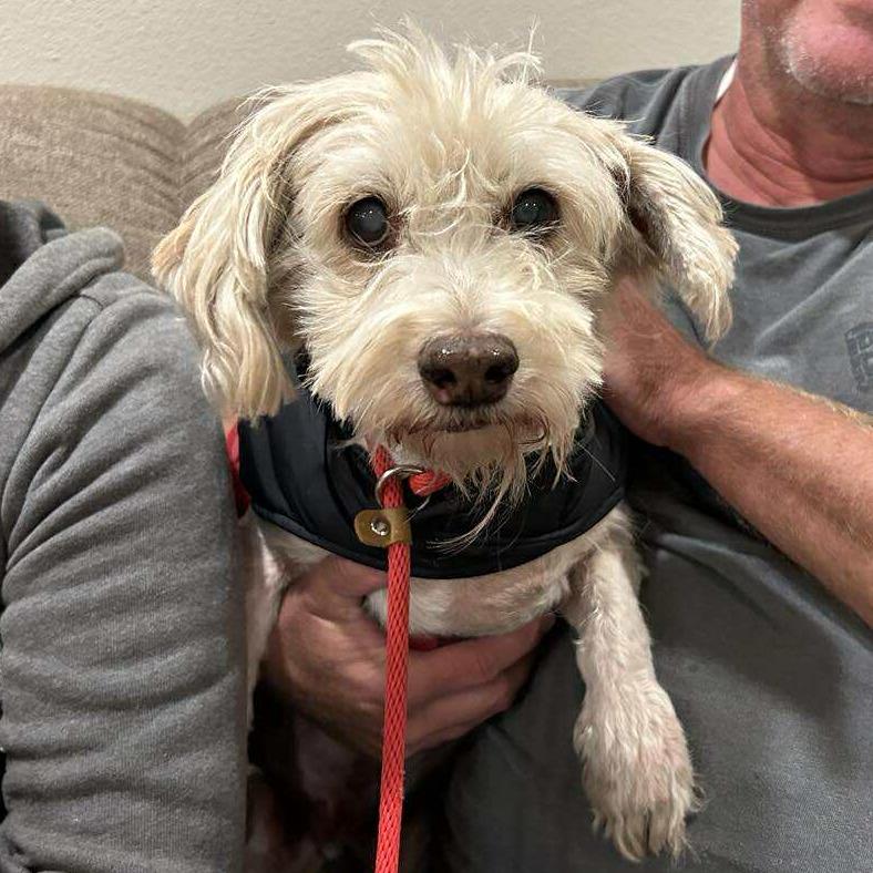 Enlarge Jeckle, a Adoptable Schnauzer in Ramona, CA image 1/5