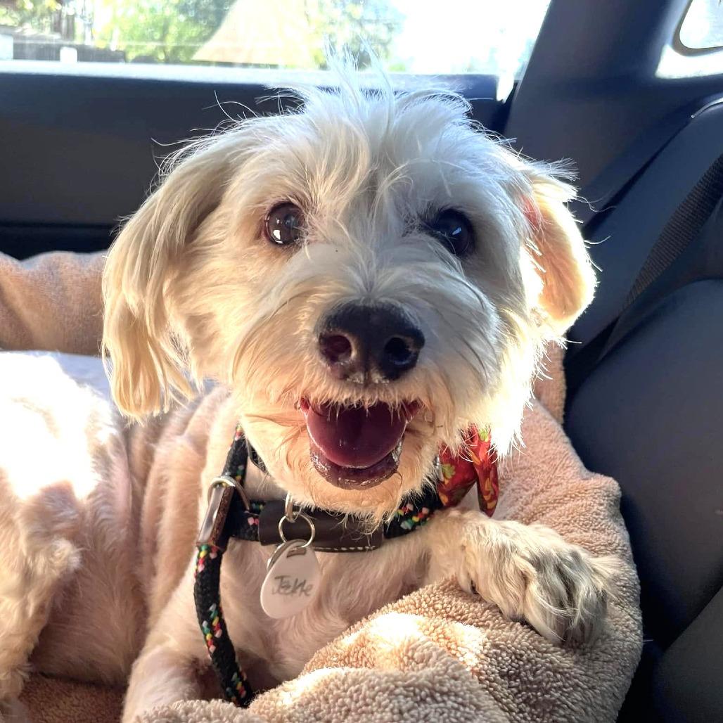 Enlarge Jeckle, a Adoptable Schnauzer in Ramona, CA image 2/5