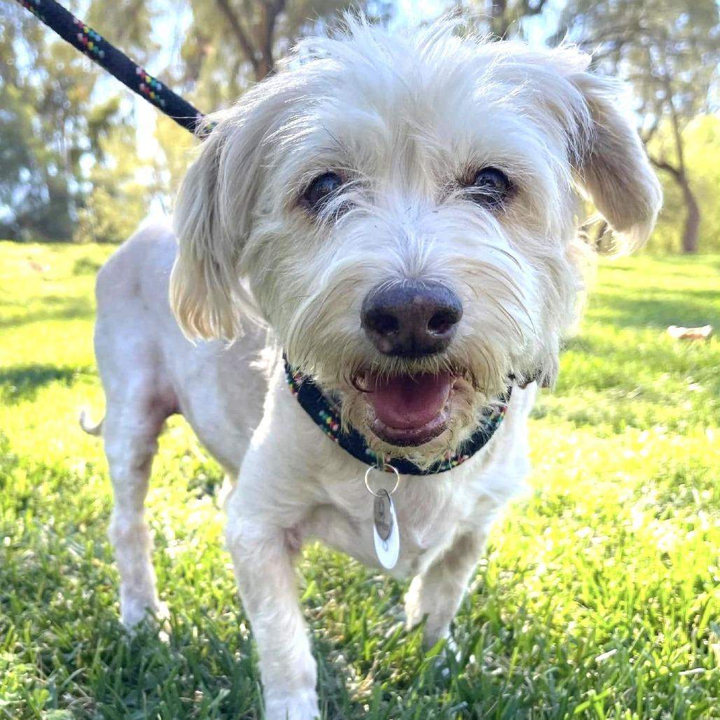 Enlarge Jeckle, a Adoptable Schnauzer in Ramona, CA image 3/5
