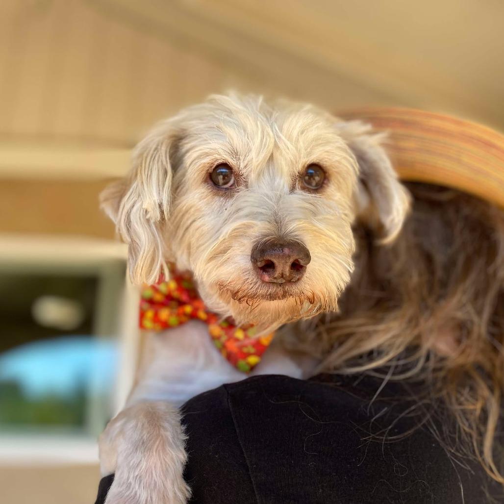 Enlarge Jeckle, a Adoptable Schnauzer in Ramona, CA image 5/5