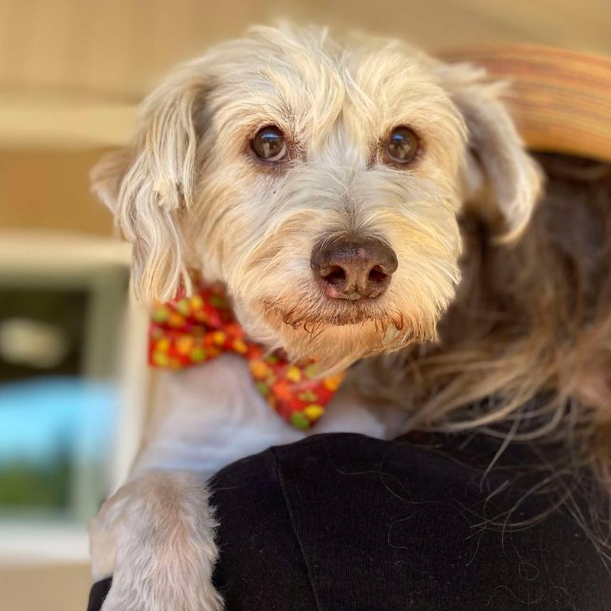 Enlarge Jeckle, a Adoptable Schnauzer in Ramona, CA image 5/5
