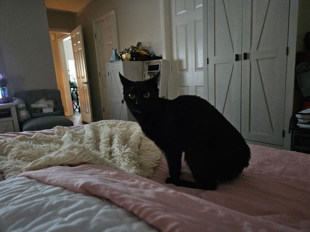 Lexi, a Adoptable Domestic Short Hair in Salisbury, NC image 1/4