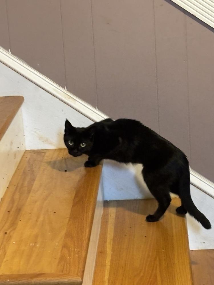 Lexi, a Adoptable Domestic Short Hair in Salisbury, NC image 2/4