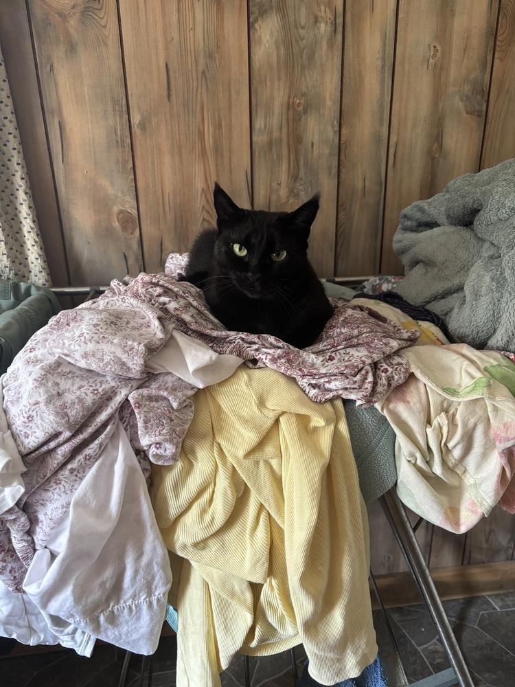 Lexi Pop, a Adoptable Domestic Short Hair in Salisbury, NC image 3/6