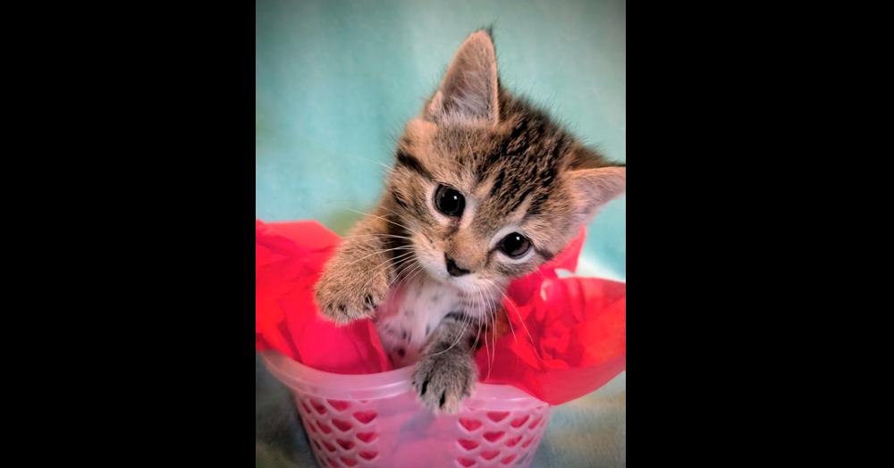 Clara, Adoptable, Kitten Female Domestic Short Hair.