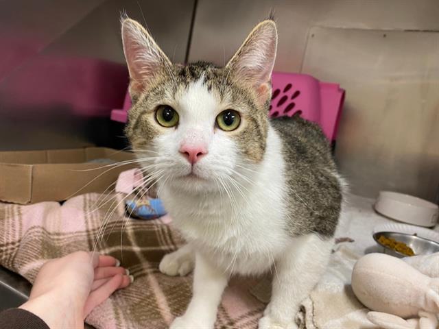 WALTER, Adoptable, Young Male Domestic Short Hair.