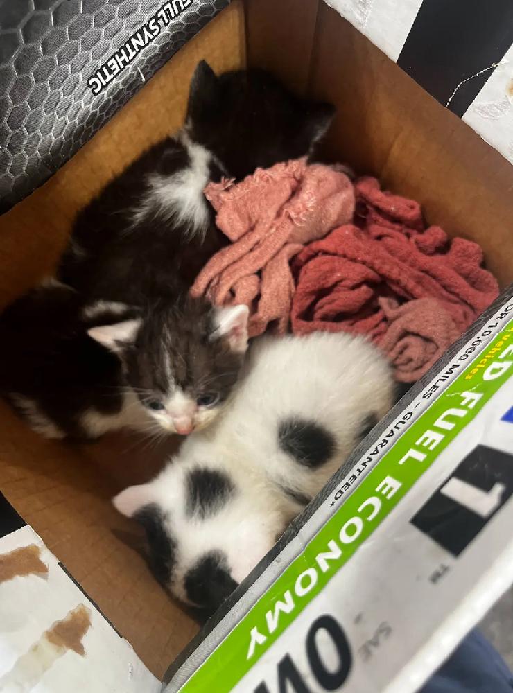 Enlarge Penny, a Adoptable Domestic Short Hair in Safety Harbor, FL image 2/4