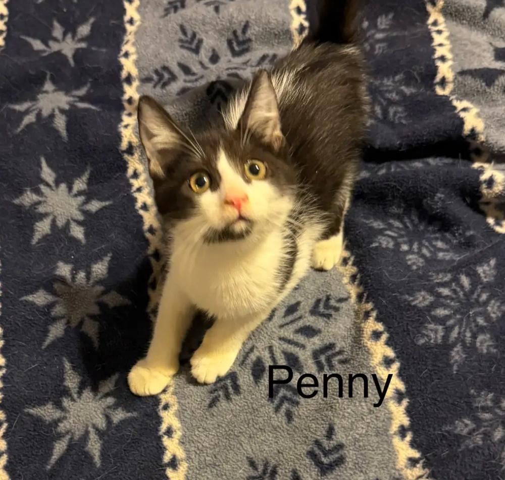 Enlarge Penny, a Adoptable Domestic Short Hair in Safety Harbor, FL image 4/4