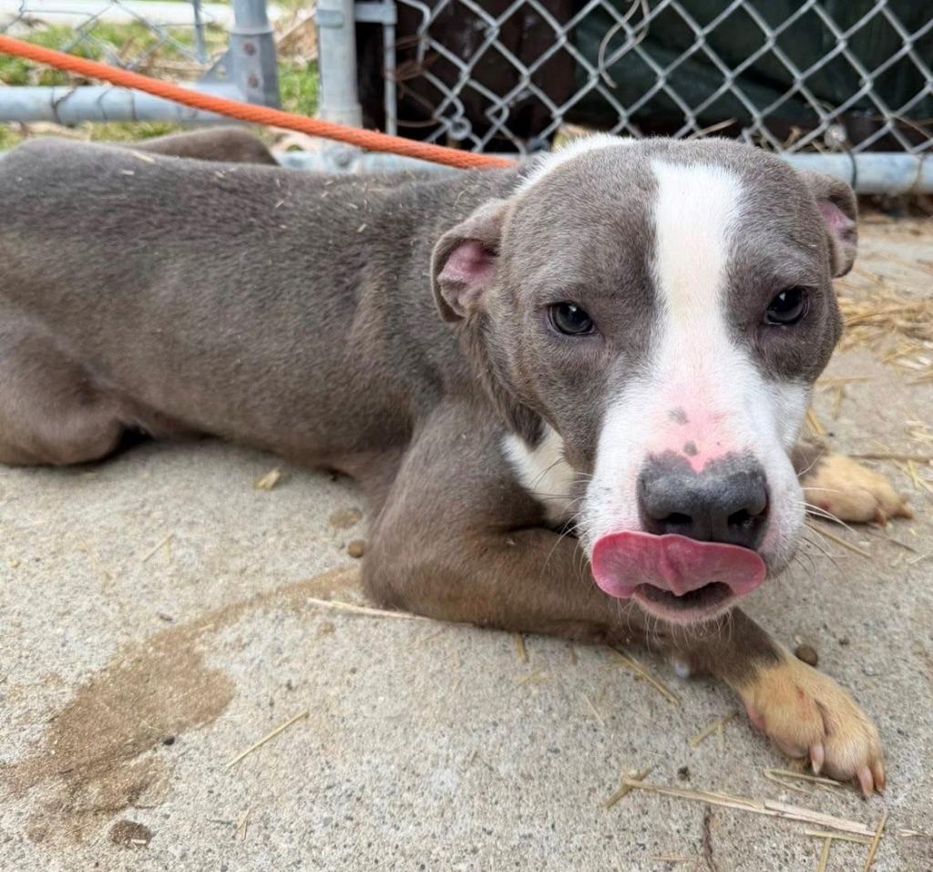Enlarge Toenail, a Adoptable mixed breed in Louisville, IL image 1/1