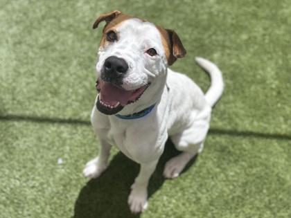Sailor, a Adoptable mixed breed in Phoenix, AZ image 1/3