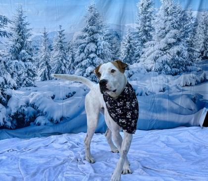 Sailor, a Adoptable mixed breed in Phoenix, AZ image 2/3