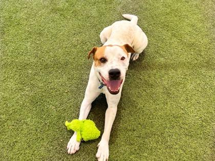 Sailor, a Adoptable mixed breed in Phoenix, AZ image 3/3