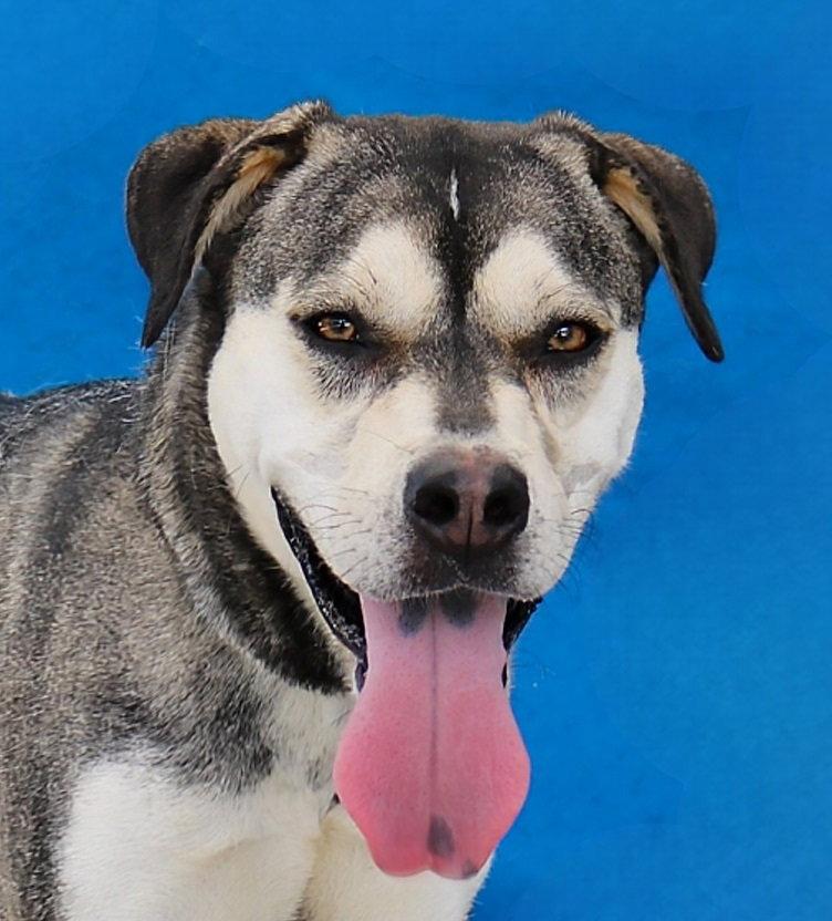 Enlarge PEEP, a Adoptable Siberian Husky in Pasadena, CA image 1/2