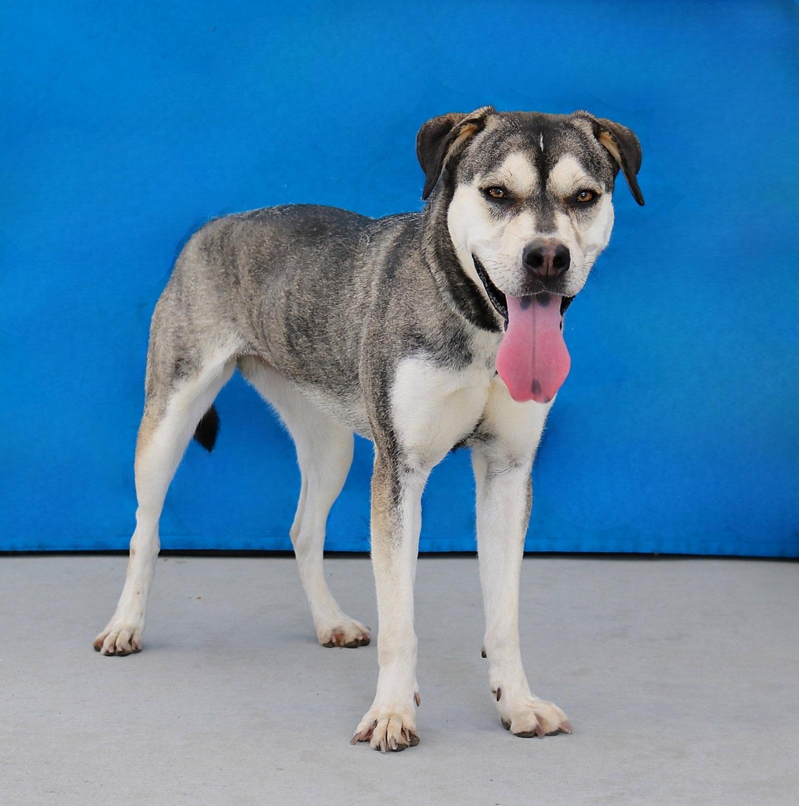 Enlarge PEEP, a Adoptable Siberian Husky in Pasadena, CA image 2/2
