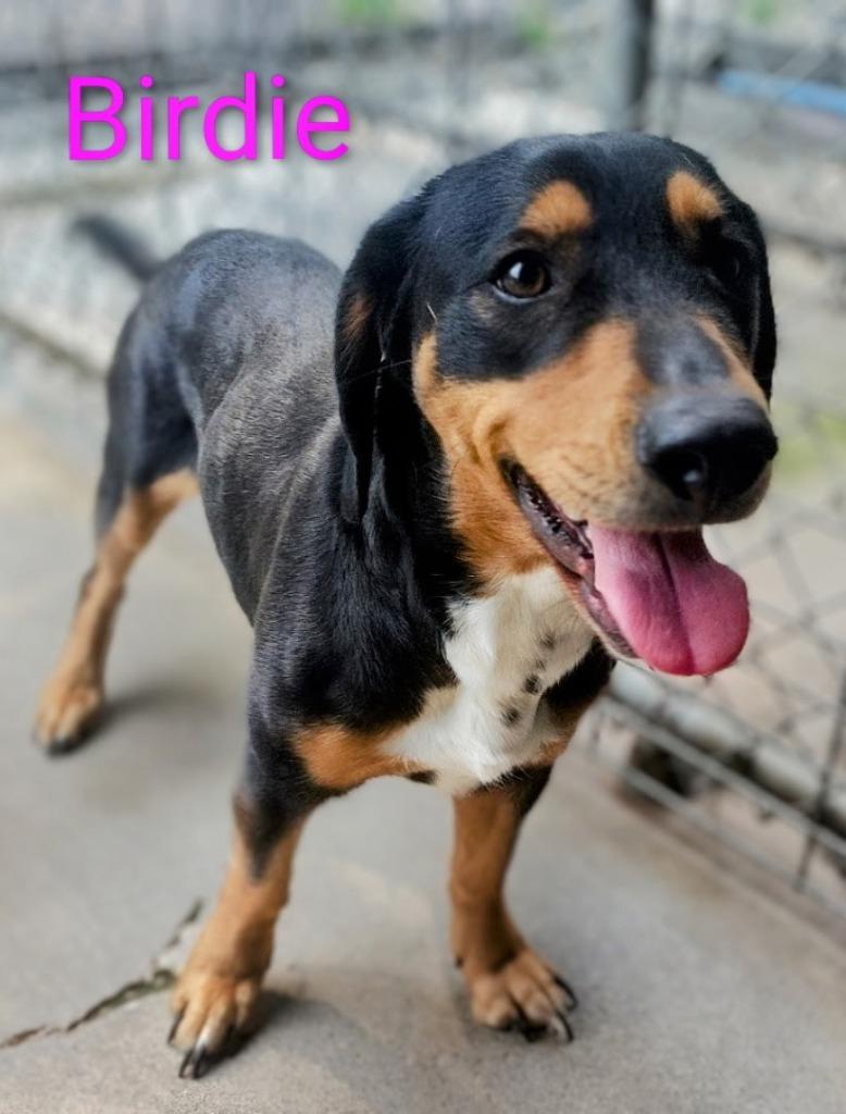 Birdie, Adoptable, Adult Female Basset Hound & Hound.