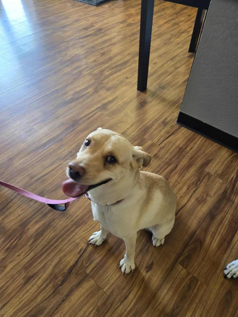 Beetu, Adoptable, Adult Male Labrador Retriever.