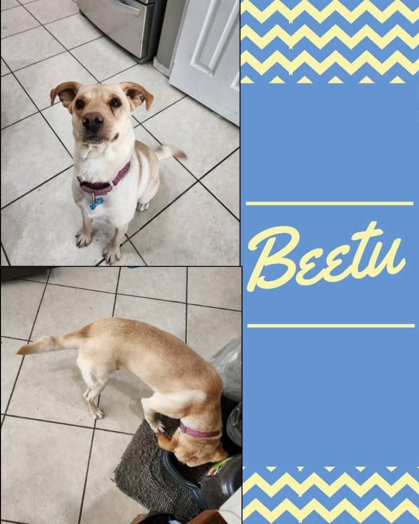 Enlarge Beetu, a Adoptable mixed breed in Mesa, AZ image 2/3