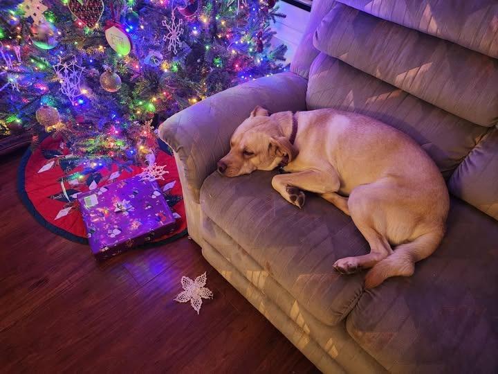 Enlarge Beetu, a Adoptable mixed breed in Mesa, AZ image 3/3