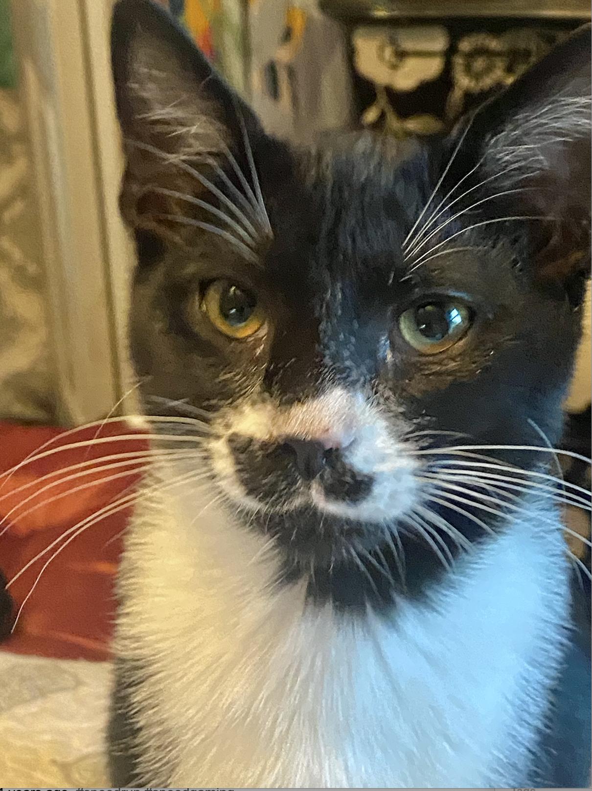 Enlarge Charlie, a Adoptable Domestic Short Hair in Sonora, CA image 1/1