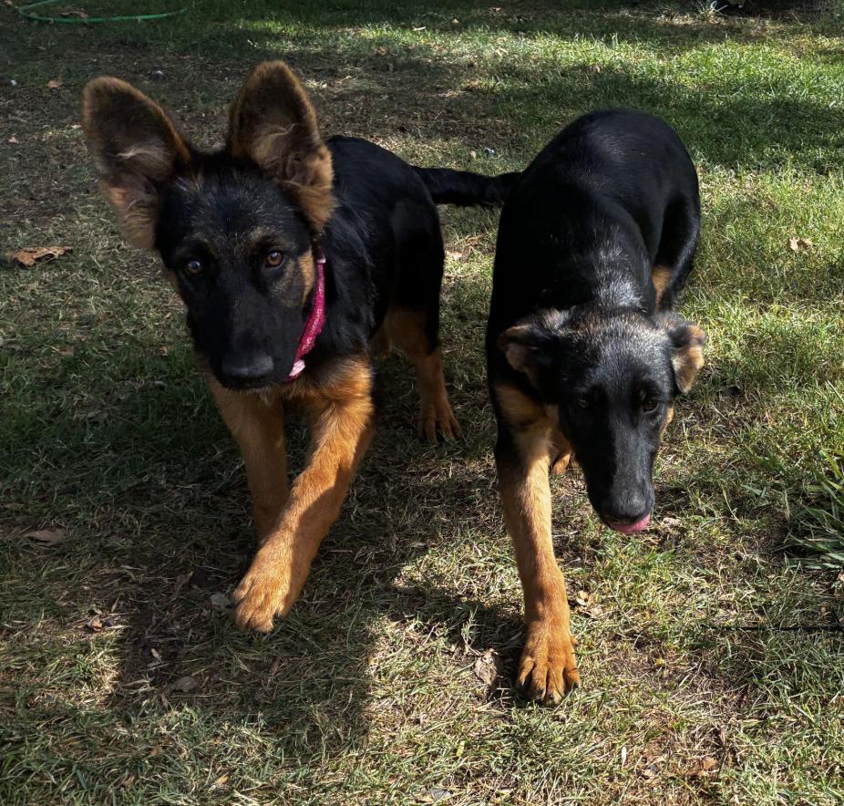 Daisy & Clover, Adoptable, Puppy Female German Shepherd Dog.