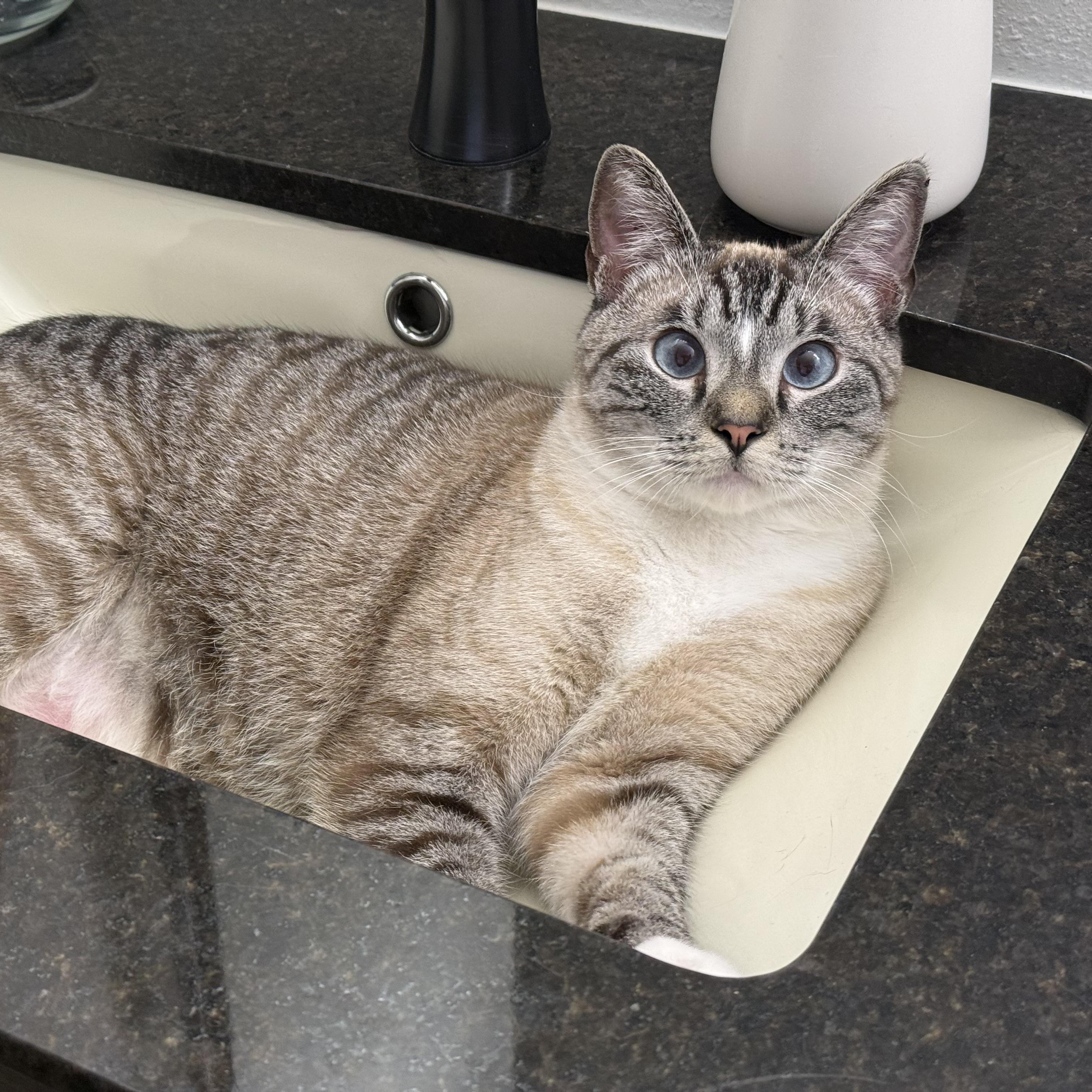 Enlarge Amy Rose, a ADOPTABLE Siamese in Bentonville, AR image 2/2