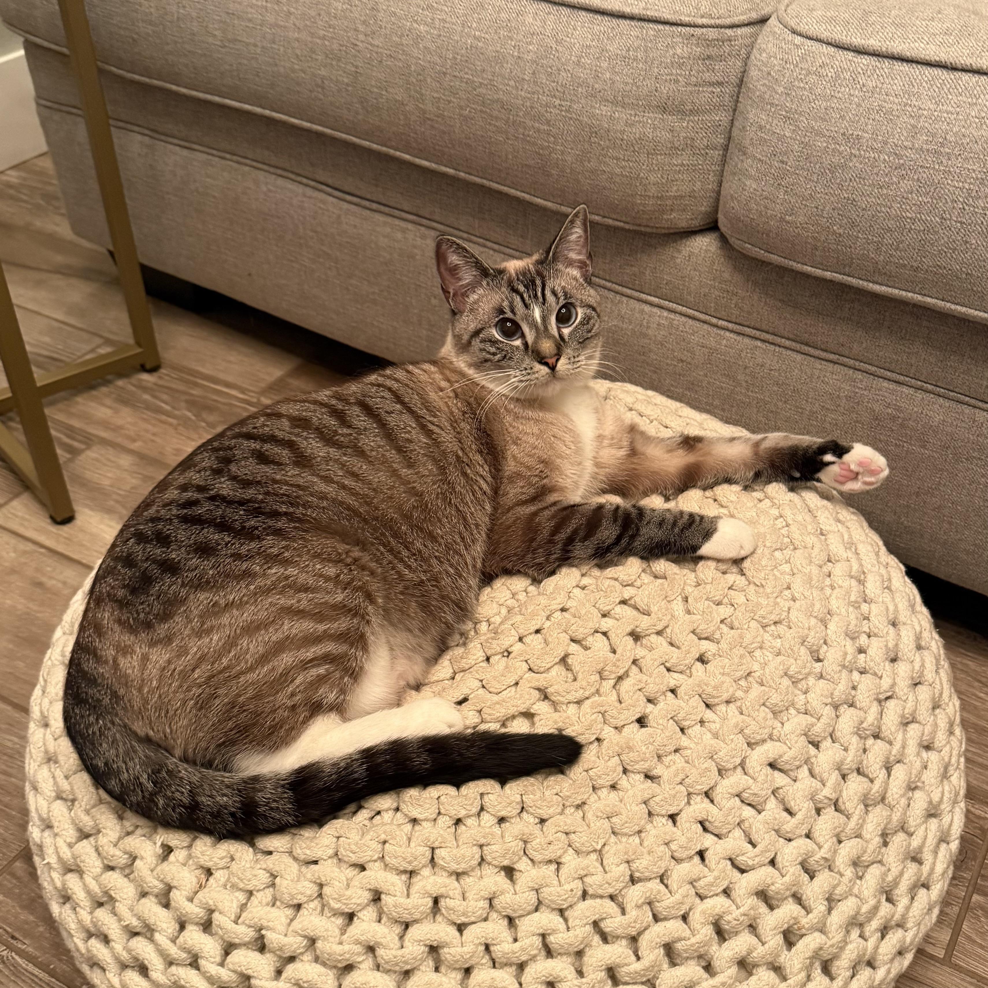 Amy Rose, ADOPTABLE, Young Female Siamese.