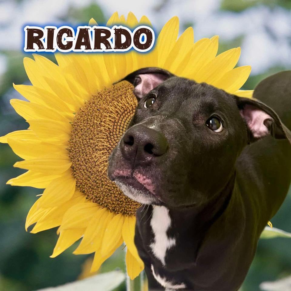 Ricardo