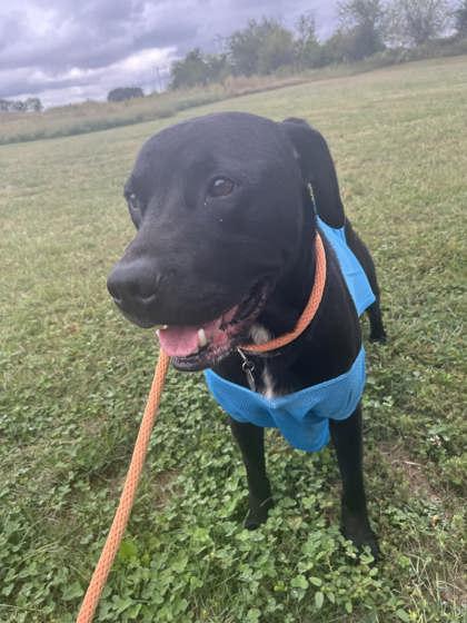 Vader, a Adoptable mixed breed in Columbus, IN image 1/3