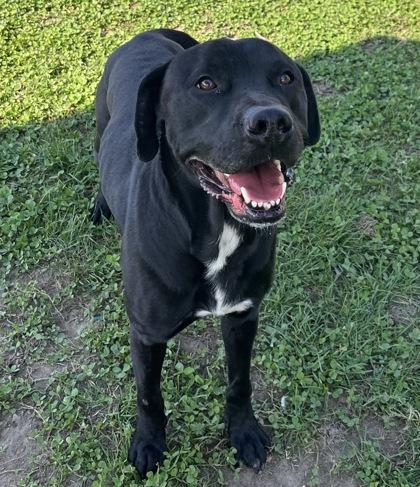 Vader, a Adoptable mixed breed in Columbus, IN image 2/3