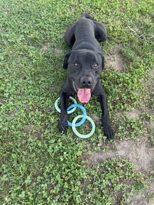 Vader, a Adoptable mixed breed in Columbus, IN image 3/3
