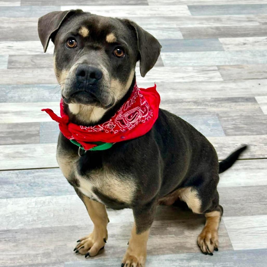 Brody, Adoptable, Young Male Mixed Breed.