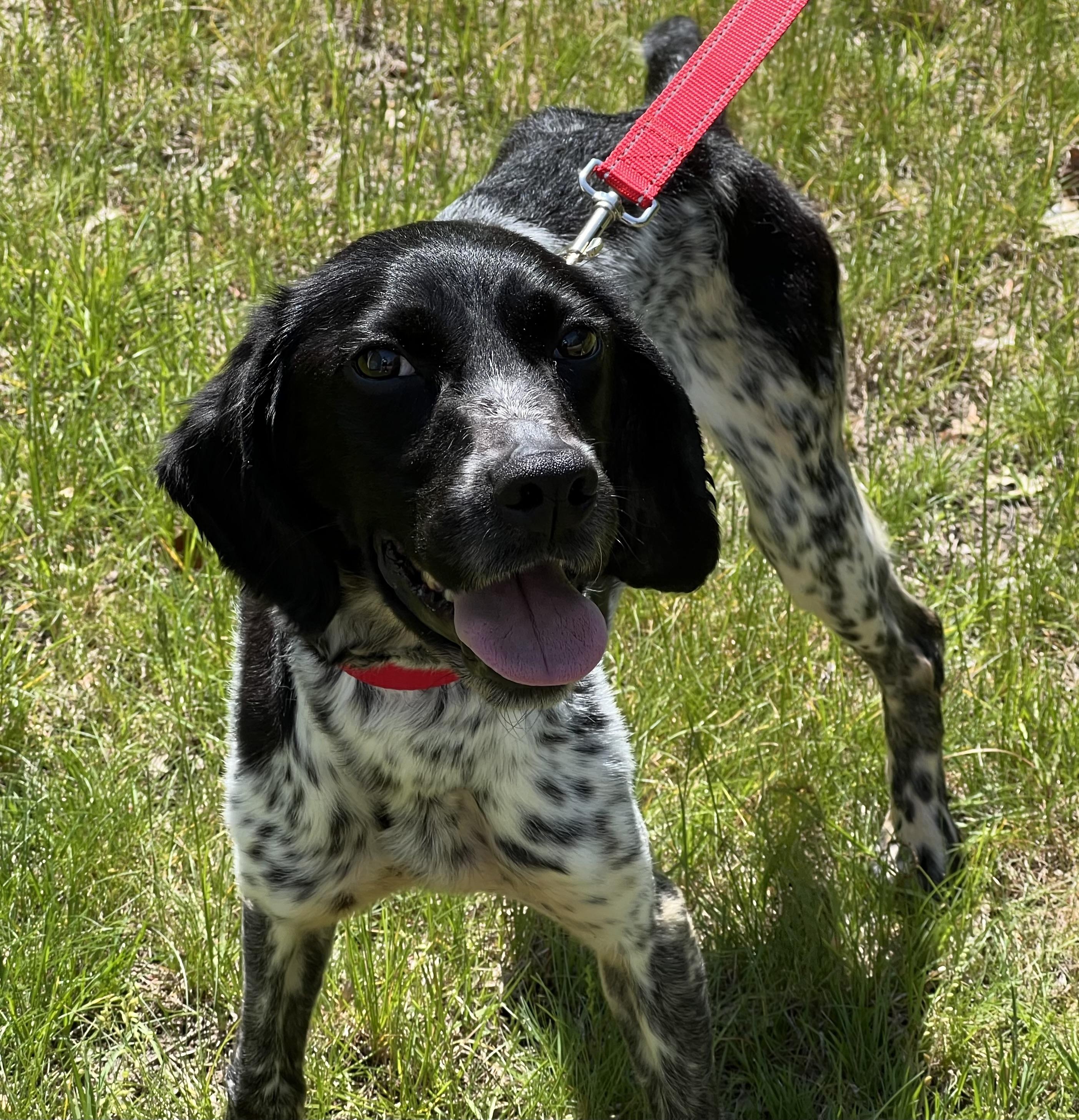Briggs, a ADOPTABLE mixed breed in Medfield, MA image 2/5