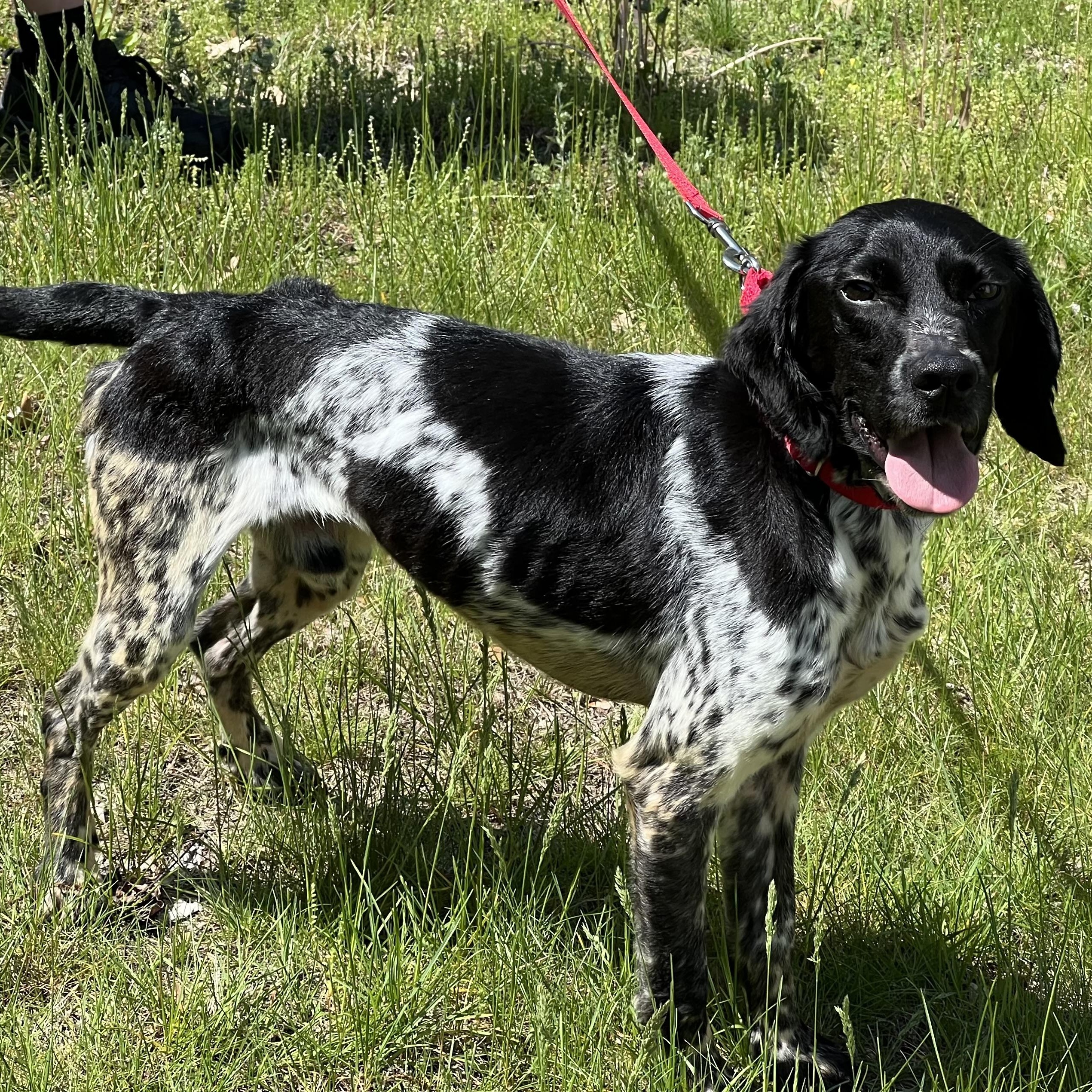 Briggs, ADOPTABLE, Adult Male Pointer & Beagle.