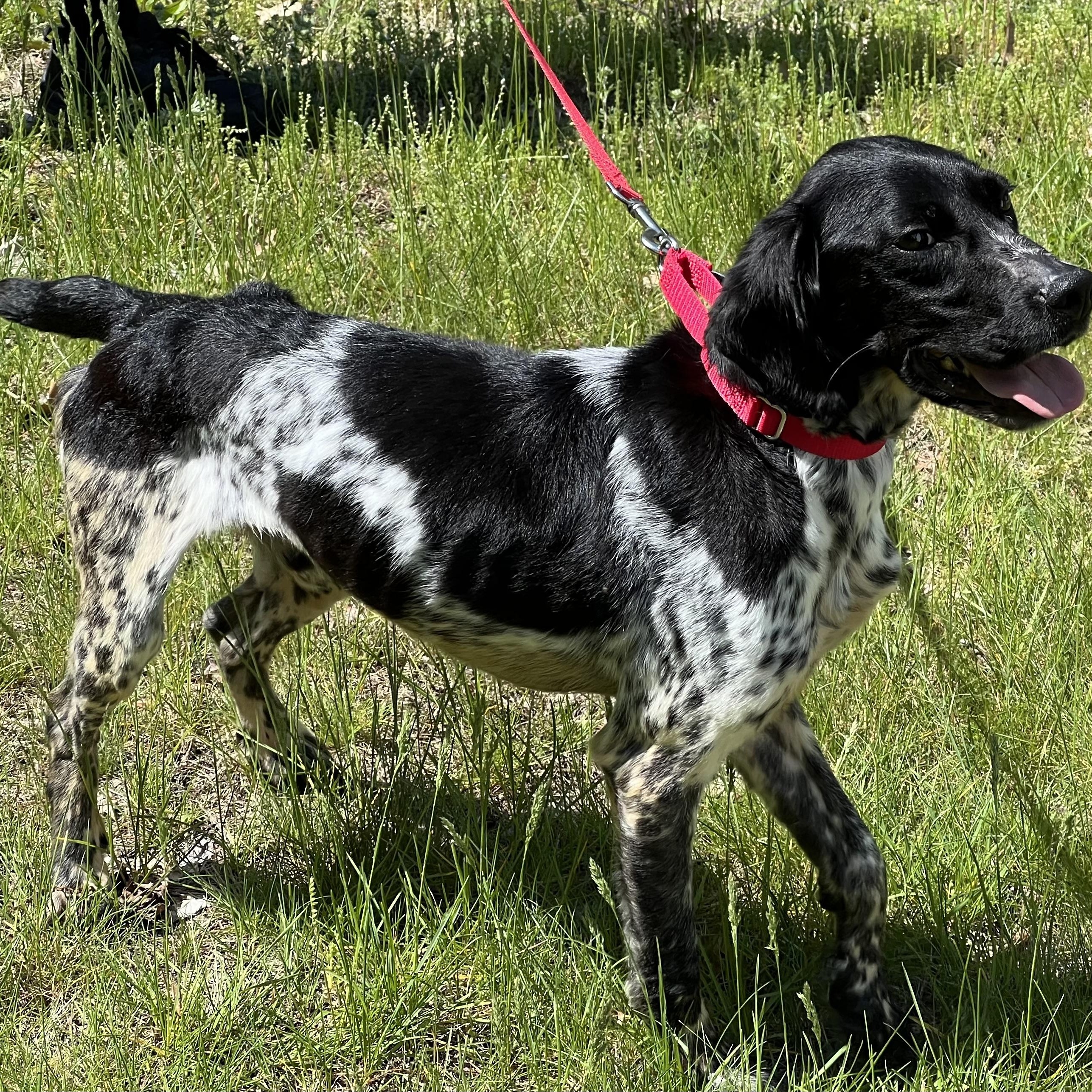 Briggs, a ADOPTABLE mixed breed in Medfield, MA image 4/5