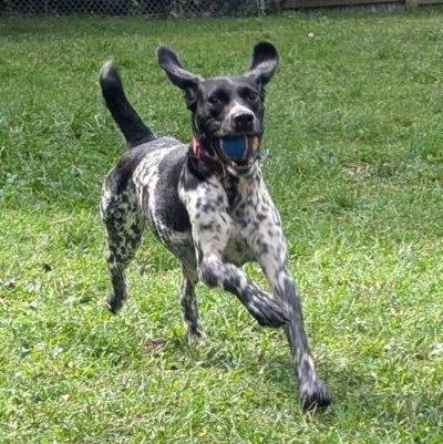 Enlarge Briggs, an adoptable mixed breed in Medfield, MA image 1/5