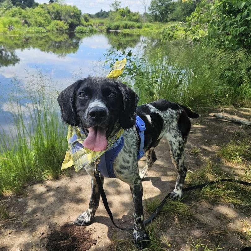 Briggs, adoptable, Adult Male Pointer & Cocker Spaniel.