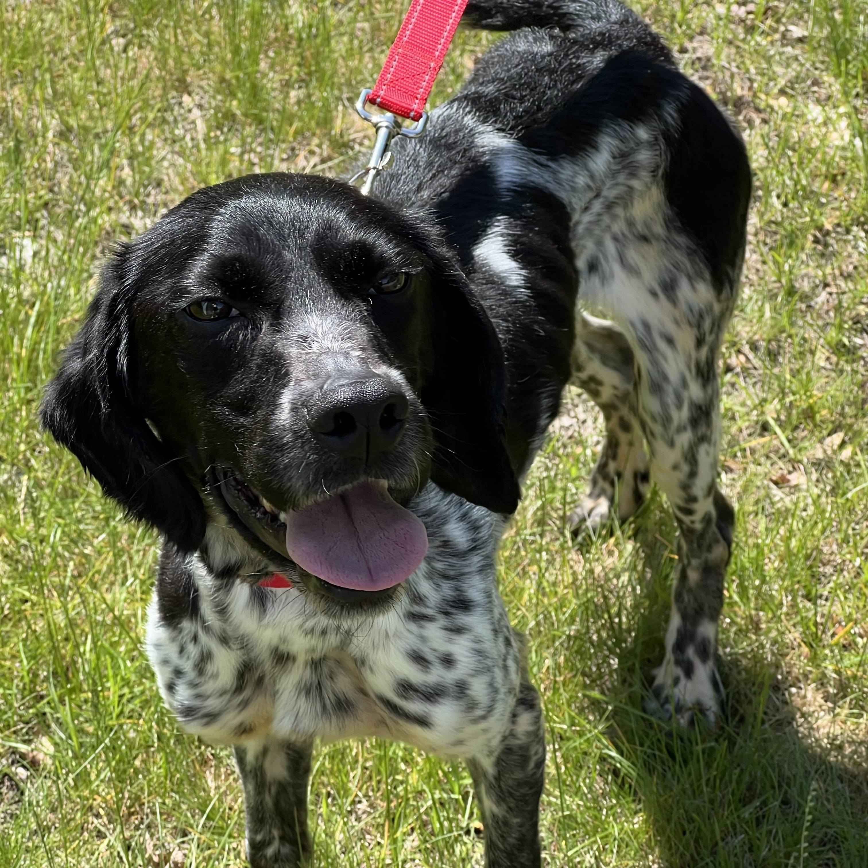 Briggs, a ADOPTABLE mixed breed in Medfield, MA image 5/5