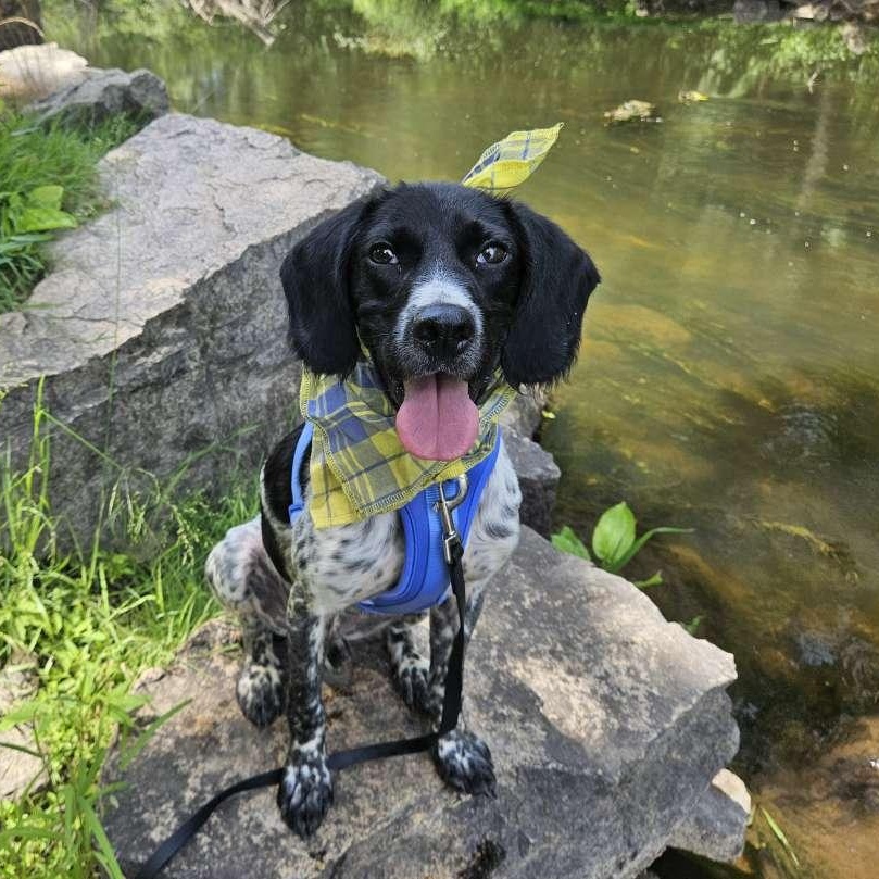 Briggs, an adoptable mixed breed in Medfield, MA image 2/5