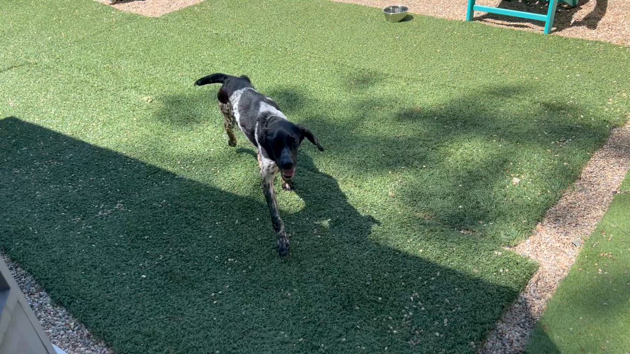 Enlarge Briggs, a ADOPTABLE mixed breed in Medfield, MA video 3/5