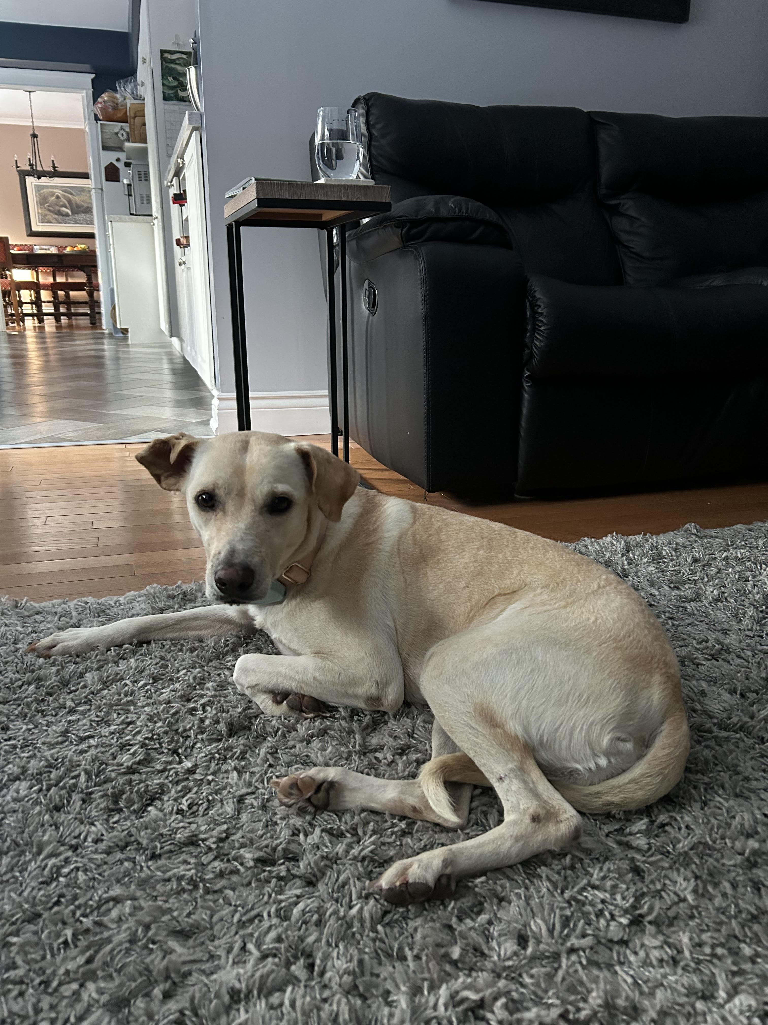 STEVIE, a Adoptable mixed breed in North York, ON image 5/6