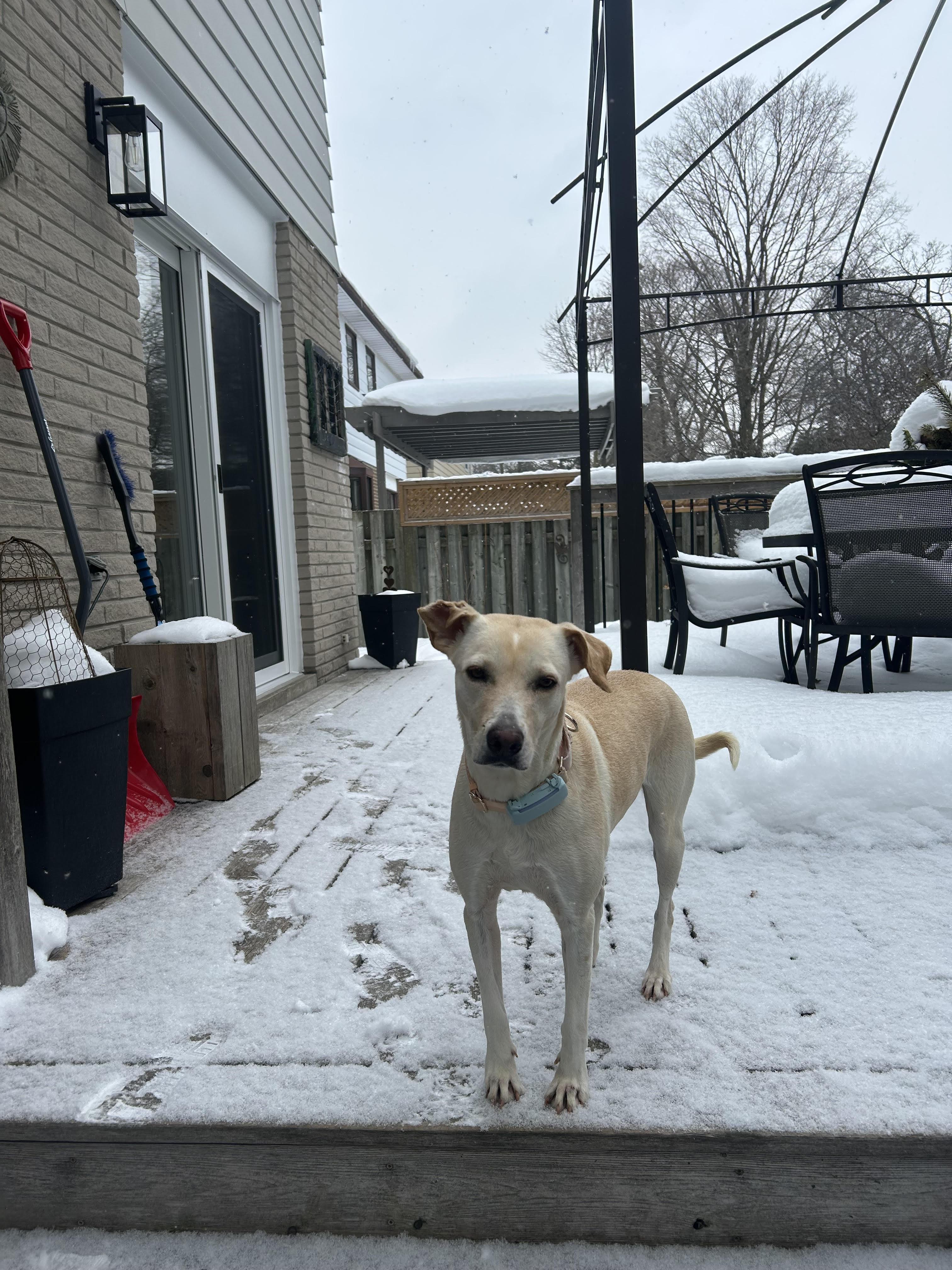 STEVIE, a Adoptable mixed breed in North York, ON image 4/6