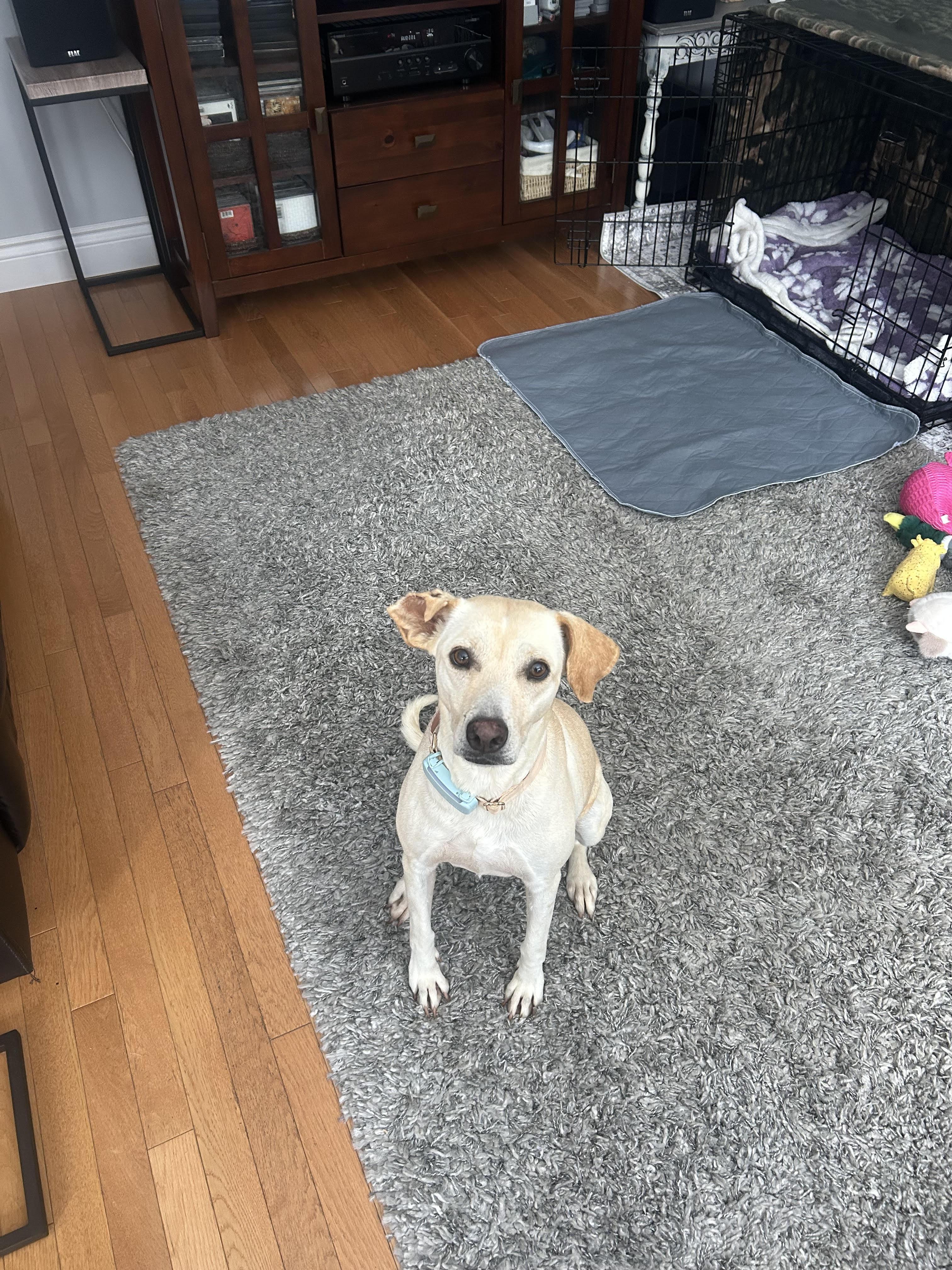 STEVIE, a Adoptable mixed breed in North York, ON image 1/6