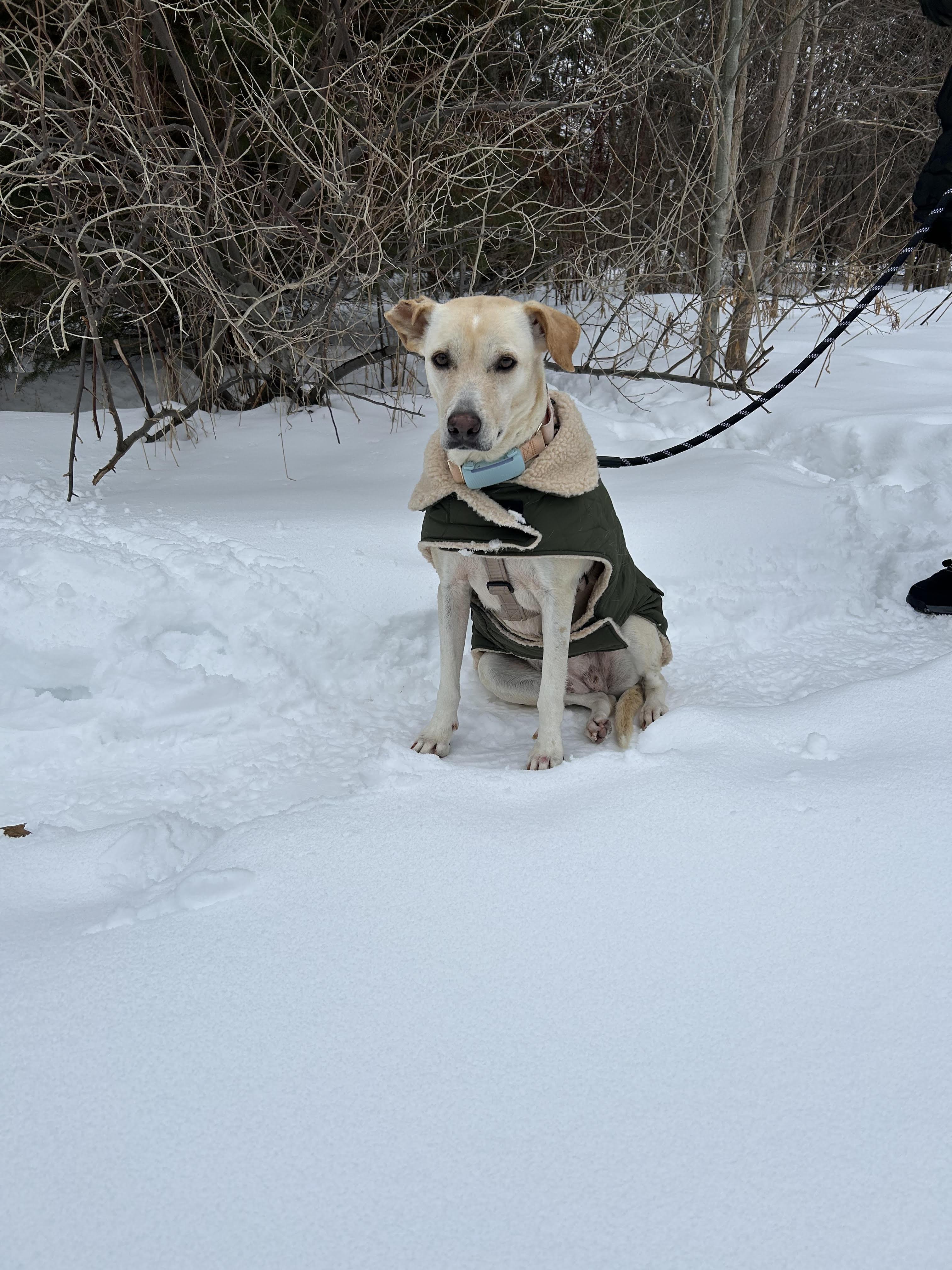 STEVIE, a Adoptable mixed breed in North York, ON image 6/6