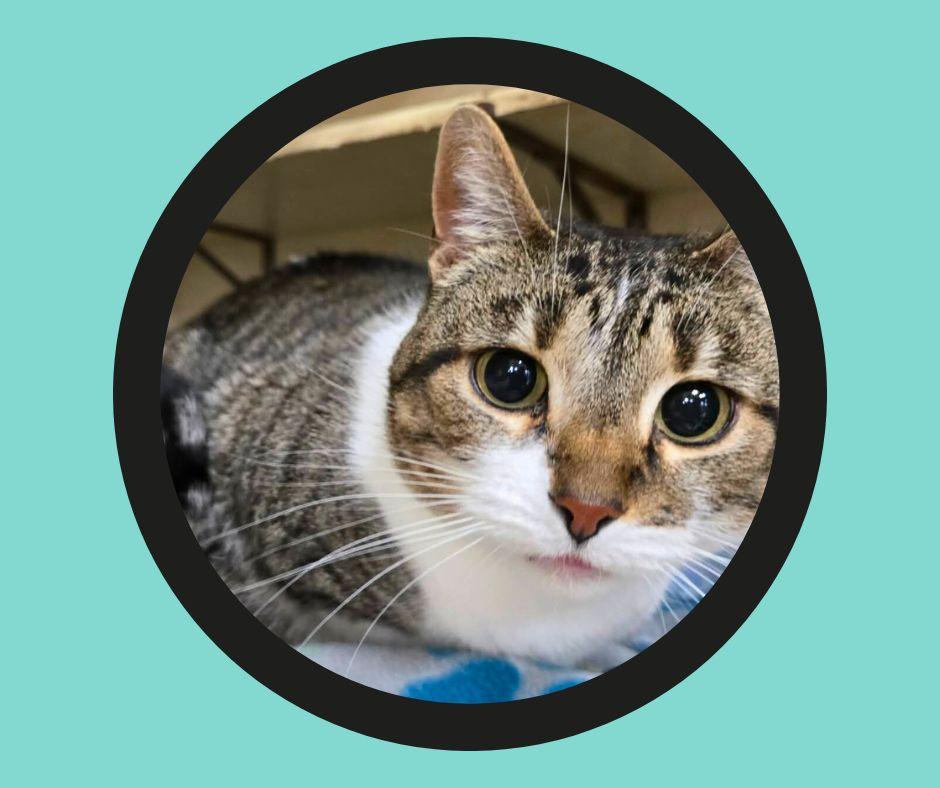 Bianca, adopted, Adult Female Domestic Short Hair & Tabby.