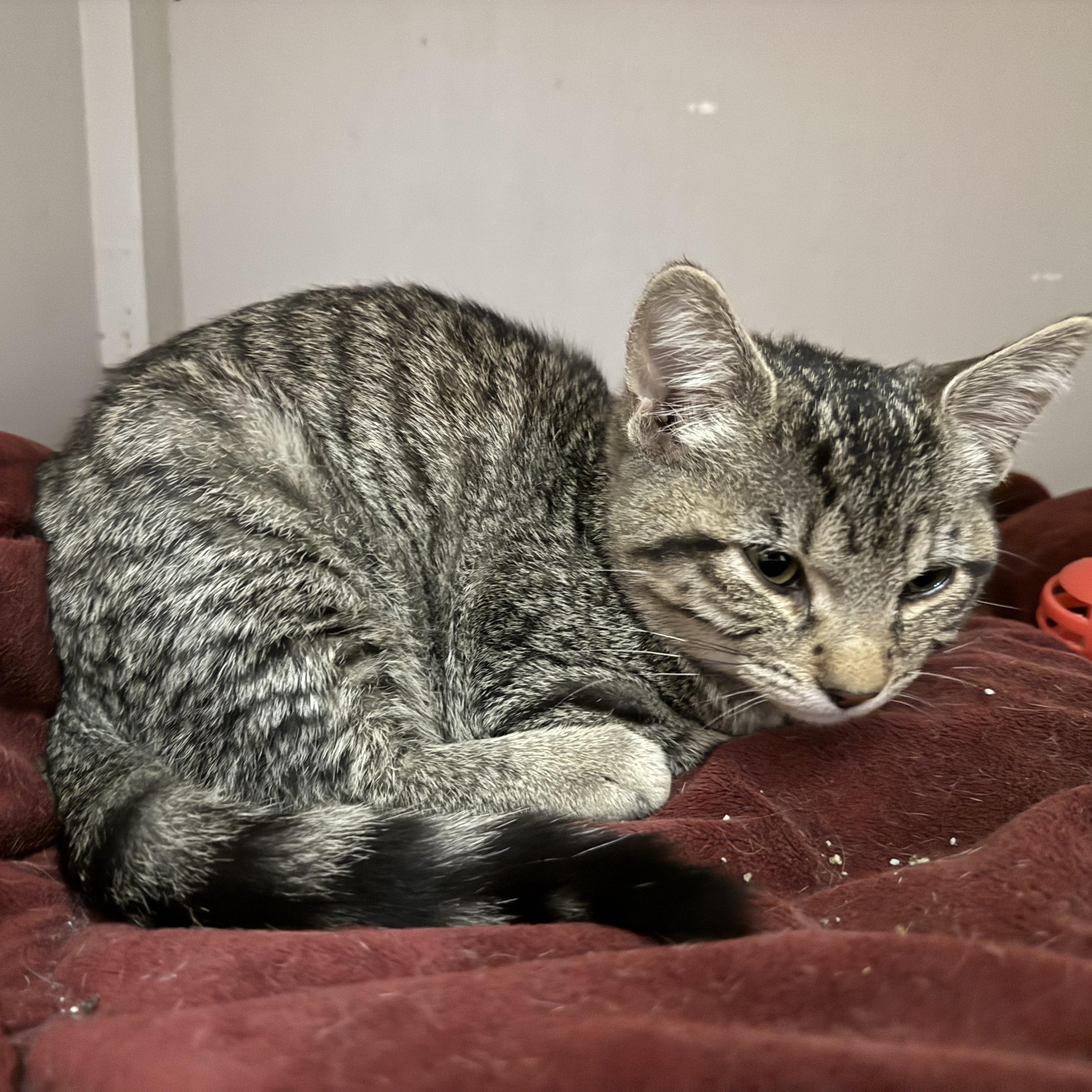 Enlarge FLEUR, a Adoptable Domestic Short Hair in La Crescent, MN image 3/4