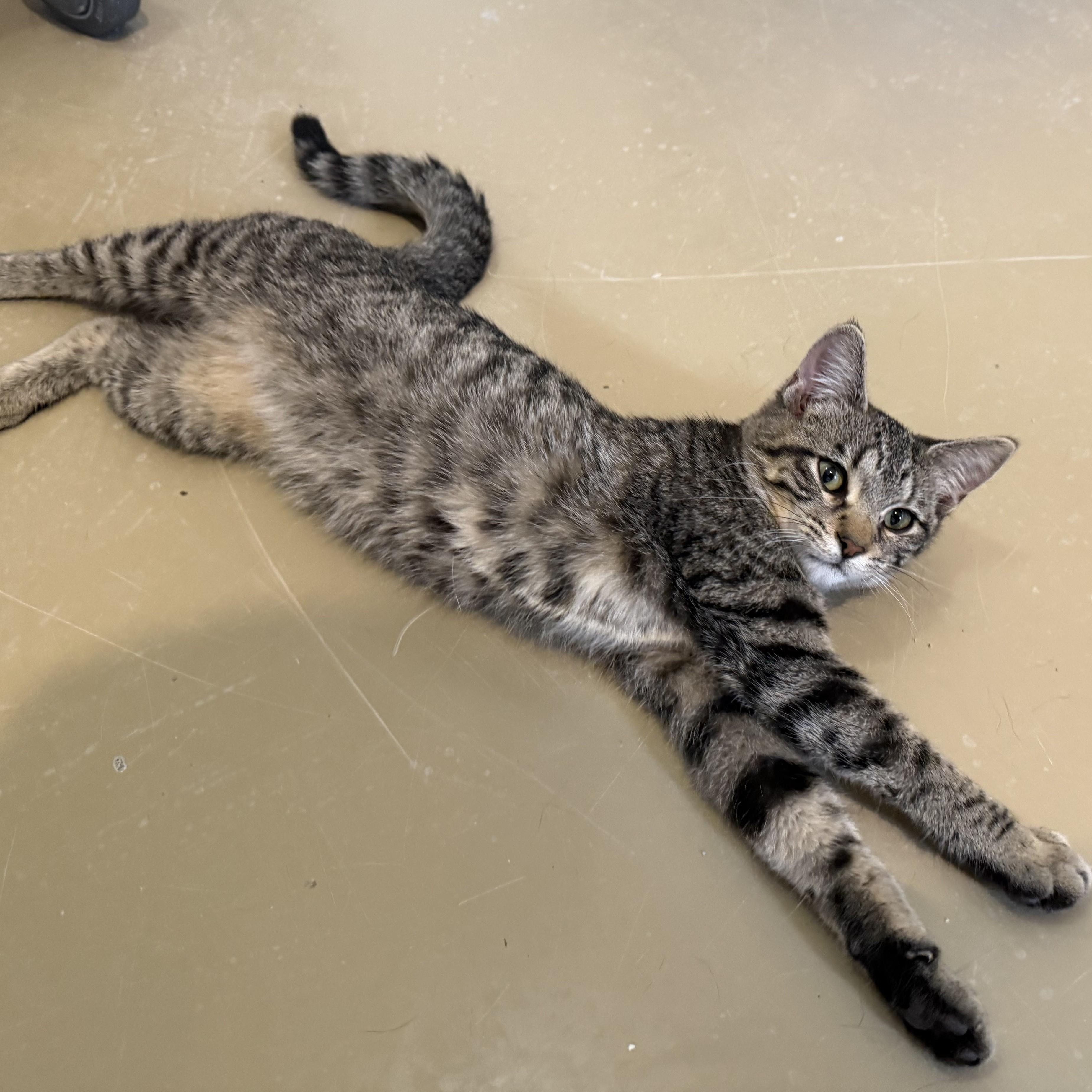FLEUR, Adoptable, Kitten Female Domestic Short Hair.